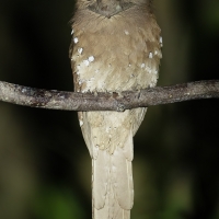 Sri Lankan Frogmouth | 