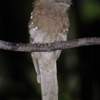 Srilankan Frogmouth | 