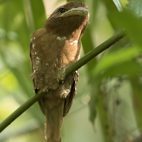 Srilankan frogmouth | 