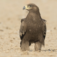 Steppe eagle | 