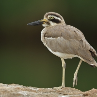 Stone plover | 