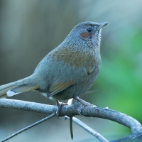 Streaked Laughingthrush | 