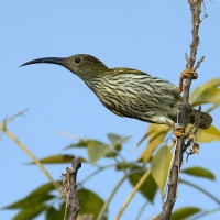 Streaked Spiderhunter | 
