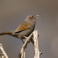 Streaked laughing thrush | 