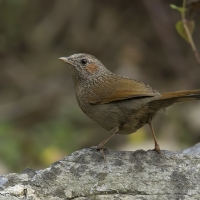 Streaked laughingthrush | 