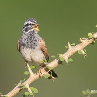Striolated Bunting | 