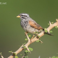 Striolated Bunting | 