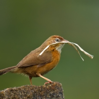 Tawny-bellied babbler | 