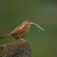 Tawny-bellied babbler | 