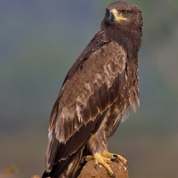 Tawny eagle | 