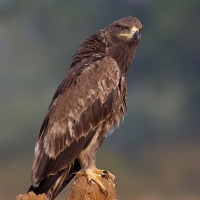 Tawny eagle | 