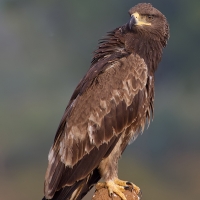 Tawny eagle | 