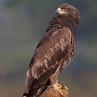 Tawny eagle | 