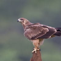 Tawny eagle | 