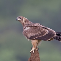 Tawny eagle | 