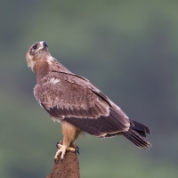 Tawny eagle | 