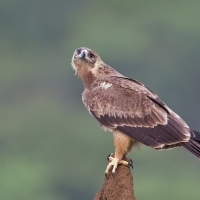 Tawny eagle | 