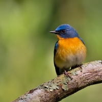 Tickell's blue flycatcher | 