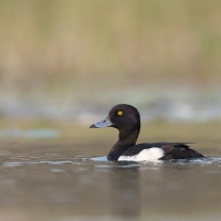 Tufted duck | Male