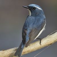 Ultramarine flycatcher | Male