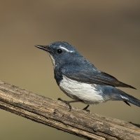 Ultramarine flycatcher | Male