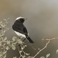 Variable wheatear | Male