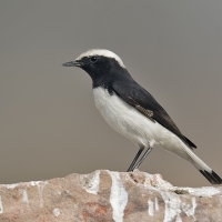 Variable wheatear | 