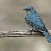 Verditer flycatcher | Female