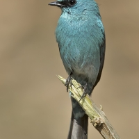Verditer flycatcher | Male