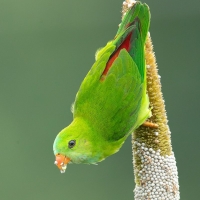 Vernal Hanging Parrot | Male