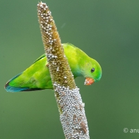 Vernal hanging Parrot | Male