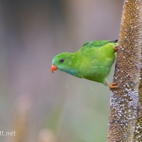 Vernal hanging Parrot | Male