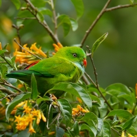 Vernal hanging parrot | 