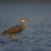 Western reef egret | 