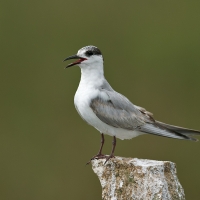 Whiskered tern | 