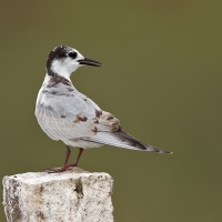 Whiskered tern | 