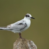 Whiskered tern | 