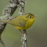 Whistler's Warbler | 