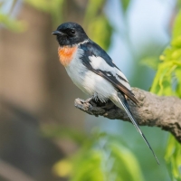 White-bellied Minivet | 