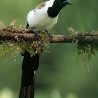 White-bellied Treepie | 