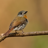 White-bellied blue flycatcher | Female