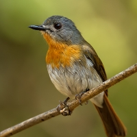 White-bellied blue flycatcher | Female
