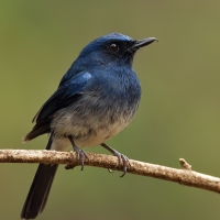 White-bellied blue flycatcher | Male