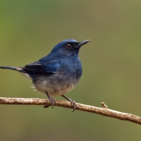 White-bellied blue flycatcher | Male
