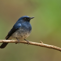 White-bellied blue flycatcher | Male
