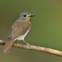 White-bellied blue flycatcher | Female