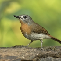 White-bellied blue flycatcher | Female