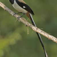 White-bellied treepie | 