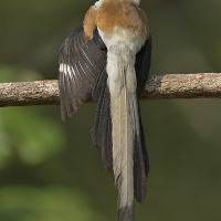 White-bellied treepie | 