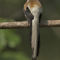 White-bellied treepie | 